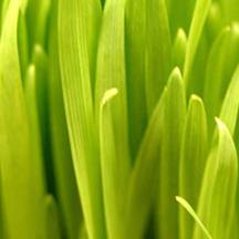 智能学习进步的ddos攻击